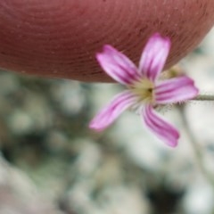 Gypsophila tubulosa at Holt, ACT - 27 Oct 2020