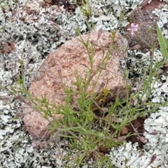 Gypsophila tubulosa at Holt, ACT - 27 Oct 2020