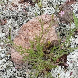 Gypsophila tubulosa at Holt, ACT - 27 Oct 2020