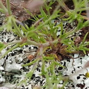 Gypsophila tubulosa at Holt, ACT - 27 Oct 2020