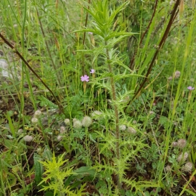 Carthamus lanatus (Saffron Thistle) at Holt, ACT - 27 Oct 2020 by tpreston