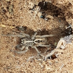 Tasmanicosa sp. (genus) at Holt, ACT - 27 Oct 2020