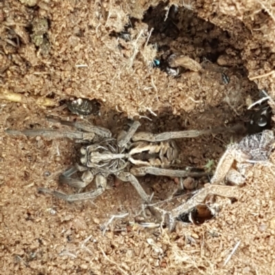 Tasmanicosa sp. (genus) (Unidentified Tasmanicosa wolf spider) at Holt, ACT - 27 Oct 2020 by tpreston