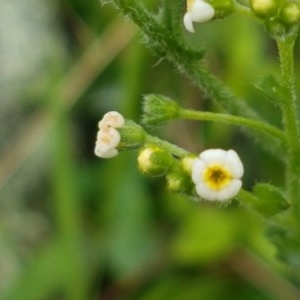 Hackelia suaveolens at Holt, ACT - 27 Oct 2020