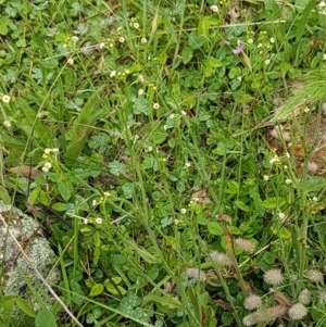 Hackelia suaveolens at Holt, ACT - 27 Oct 2020