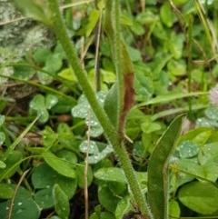 Hackelia suaveolens at Holt, ACT - 27 Oct 2020