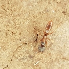 Ponerinae (subfamily) at Holt, ACT - 27 Oct 2020 by trevorpreston