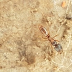 Ponerinae (subfamily) at Holt, ACT - 27 Oct 2020