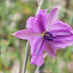 Arthropodium fimbriatum (Nodding Chocolate Lily) at Holt, ACT - 27 Oct 2020 by trevorpreston