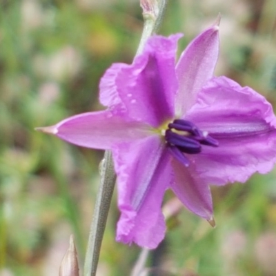 Arthropodium fimbriatum (Nodding Chocolate Lily) at Holt, ACT - 27 Oct 2020 by trevorpreston