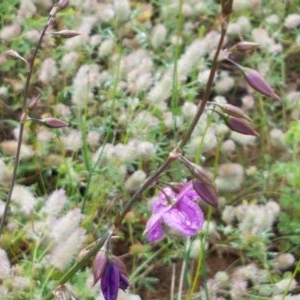 Arthropodium fimbriatum at Holt, ACT - 27 Oct 2020 03:49 PM