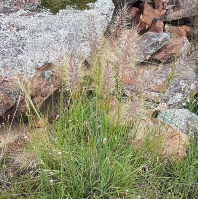 Austrostipa densiflora (Foxtail Speargrass) at Holt, ACT - 27 Oct 2020 by trevorpreston