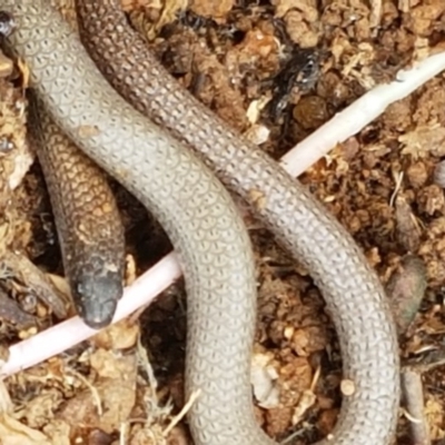 Aprasia parapulchella (Pink-tailed Worm-lizard) at Ginninderry Conservation Corridor - 27 Oct 2020 by tpreston