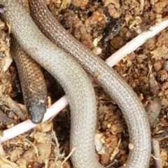 Aprasia parapulchella (Pink-tailed Worm-lizard) at Holt, ACT - 27 Oct 2020 by tpreston