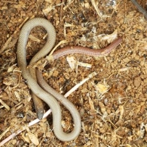 Aprasia parapulchella at Holt, ACT - suppressed