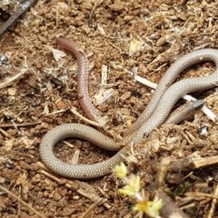 Aprasia parapulchella at Holt, ACT - suppressed