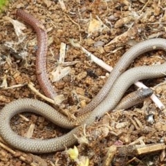 Aprasia parapulchella at Holt, ACT - 27 Oct 2020