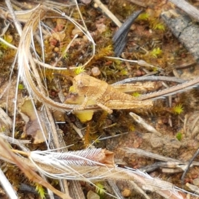 Peakesia hospita (Common Peakesia Grasshopper) at Ginninderry Conservation Corridor - 27 Oct 2020 by trevorpreston