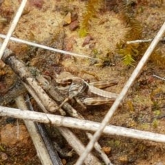 Gastrimargus musicus (Yellow-winged Locust or Grasshopper) at Ginninderry Conservation Corridor - 27 Oct 2020 by trevorpreston