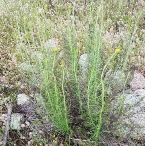 Chrysocephalum semipapposum at Holt, ACT - 27 Oct 2020