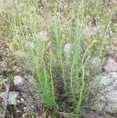 Chrysocephalum semipapposum (Clustered Everlasting) at Holt, ACT - 27 Oct 2020 by tpreston