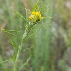 Chrysocephalum semipapposum at Holt, ACT - 27 Oct 2020