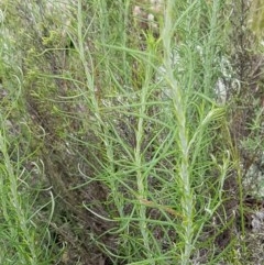 Chrysocephalum semipapposum at Holt, ACT - 27 Oct 2020