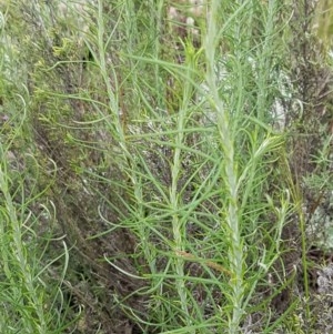 Chrysocephalum semipapposum at Holt, ACT - 27 Oct 2020