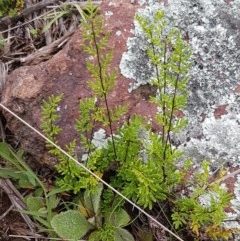 Cheilanthes sieberi (Rock Fern) at Ginninderry Conservation Corridor - 27 Oct 2020 by trevorpreston