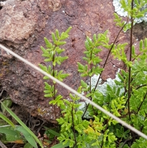 Cheilanthes sieberi at Holt, ACT - 27 Oct 2020