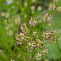 Daucus glochidiatus (Australian Carrot) at Holt, ACT - 27 Oct 2020 by trevorpreston