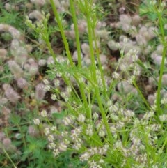 Daucus glochidiatus at Holt, ACT - 27 Oct 2020