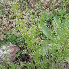 Daucus glochidiatus at Holt, ACT - 27 Oct 2020