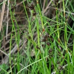 Schoenus apogon (Common Bog Sedge) at Holt, ACT - 27 Oct 2020 by trevorpreston