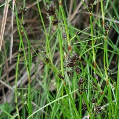 Schoenus apogon (Common Bog Sedge) at Holt, ACT - 27 Oct 2020 by trevorpreston