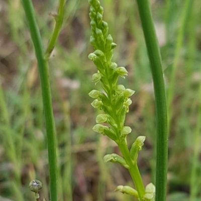 Microtis sp. (Onion Orchid) at Holt, ACT - 27 Oct 2020 by tpreston