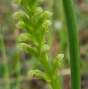 Microtis sp. at Holt, ACT - 27 Oct 2020