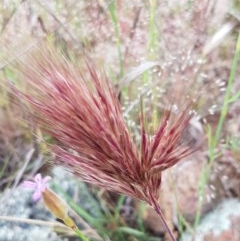 Bromus rubens (Red Brome) at Holt, ACT - 27 Oct 2020 by trevorpreston