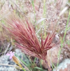 Bromus rubens at Holt, ACT - 27 Oct 2020