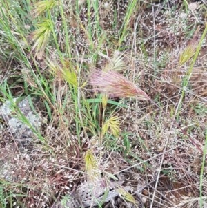 Bromus rubens at Holt, ACT - 27 Oct 2020