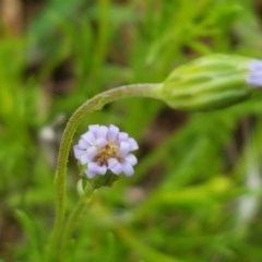 Vittadinia muelleri (Narrow-leafed New Holland Daisy) at Holt, ACT - 27 Oct 2020 by trevorpreston
