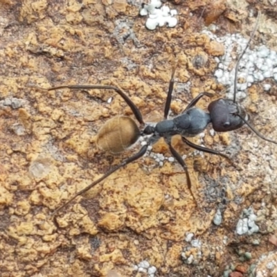 Camponotus suffusus (Golden-tailed sugar ant) at Ginninderry Conservation Corridor - 27 Oct 2020 by trevorpreston