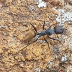 Camponotus suffusus (Golden-tailed sugar ant) at Holt, ACT - 27 Oct 2020 by tpreston