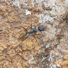 Camponotus suffusus at Holt, ACT - 27 Oct 2020