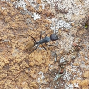 Camponotus suffusus at Holt, ACT - 27 Oct 2020 04:01 PM