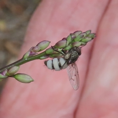 Entomophthora sp. (genus) (Puppeteer Fungus) at Tuggeranong Hill - 27 Oct 2020 by Owen