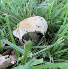 Unidentified Cap on a stem; gills below cap [mushrooms or mushroom-like] at Dickson, ACT - 27 Oct 2020 by Boagshoags