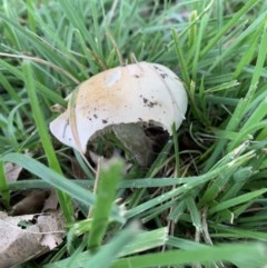 Amanita sp. (TBC) at Dickson Wetland - 27 Oct 2020 by Boagshoags