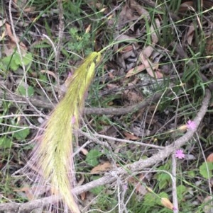 Dichelachne sp. at Holt, ACT - 27 Oct 2020