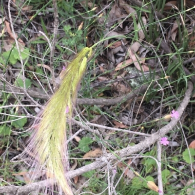 Dichelachne (genus) (Plume Grasses) at Holt, ACT - 27 Oct 2020 by strigo